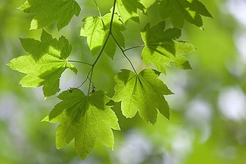 USA, Oregon, Silver Falls State Park. Close-up of vine maple leaves in spring. Places Print